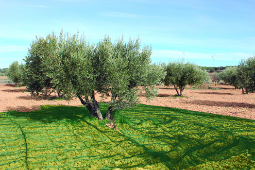 Malla recol·lectora olives, verda, 4 x 8 m