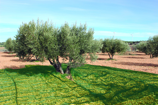 Malla recolectora aceitunas, verde, 4 x 8 m