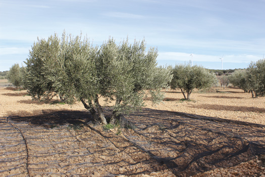 Malla recolectora aceitunas, negra, 4 x 8 m