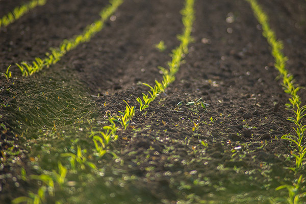 Llavors de gespa i plantes